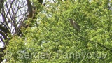 Video of Squacco Heron - Squacco Heron hunting fish near to the Shabla lake